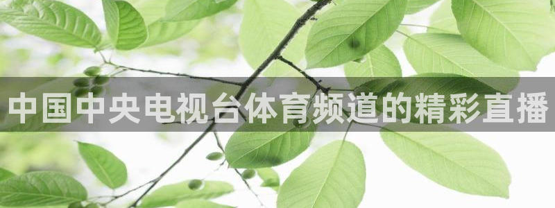 中国中央电视台体育频道的精彩直播